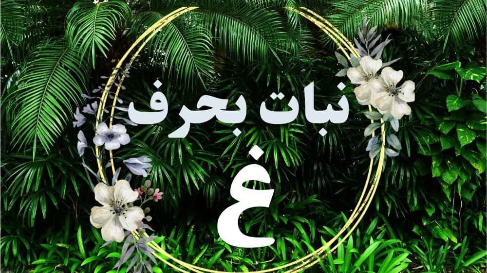 أسماء نبات بحرف غ وأبرز المعلومات لزيادة الثقافة العامة