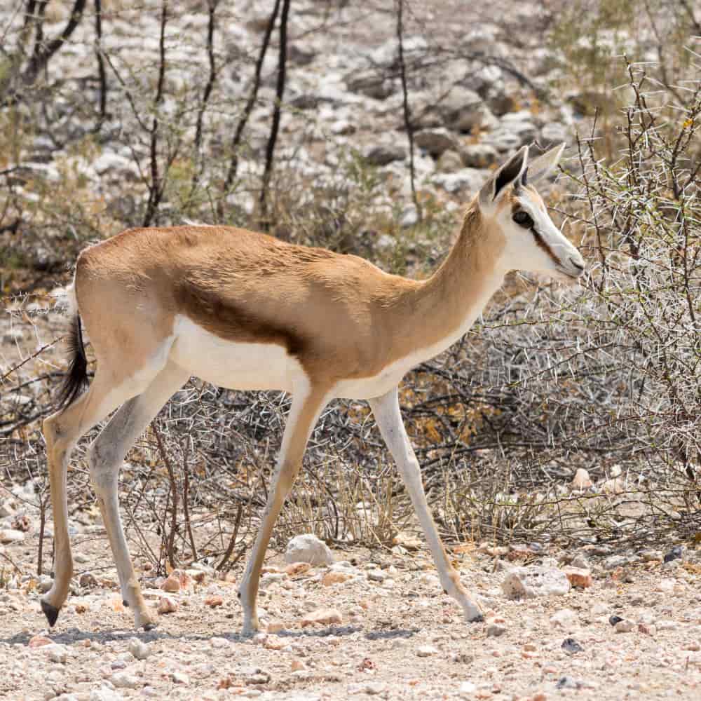 حيوان الريم