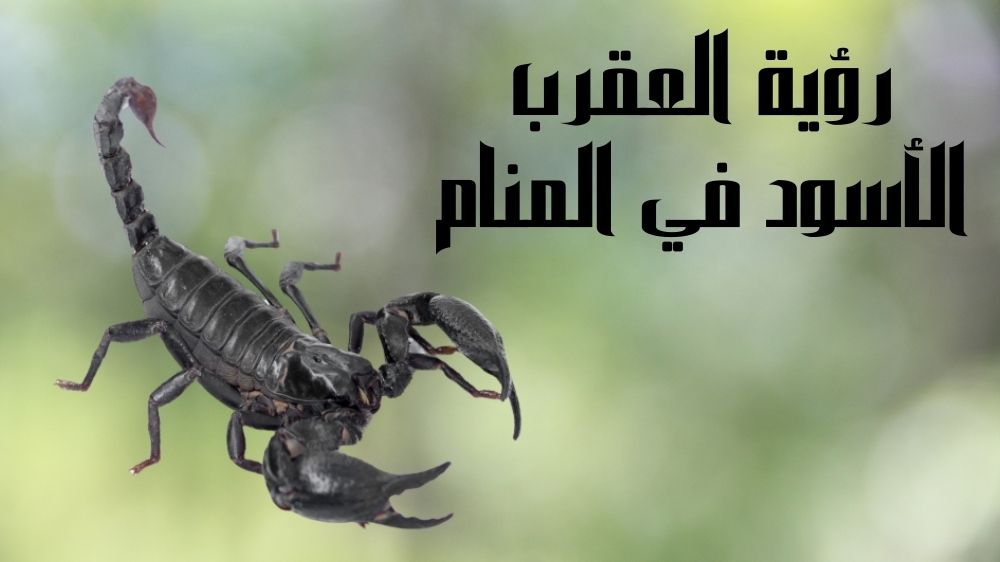 رؤية العقرب الأسود في المنام