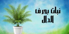 اسم نبات بحرف الدال ومعلومات عن نباتات تبدأ بحرف د