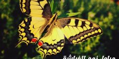 مراحل نمو الفراشة وأهم المعلومات عن دورة حياة الفراشات