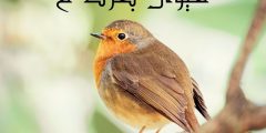 حيوان بحرف ع تعرف على أبرز الحيوانات التي تبدأ بحرف العين