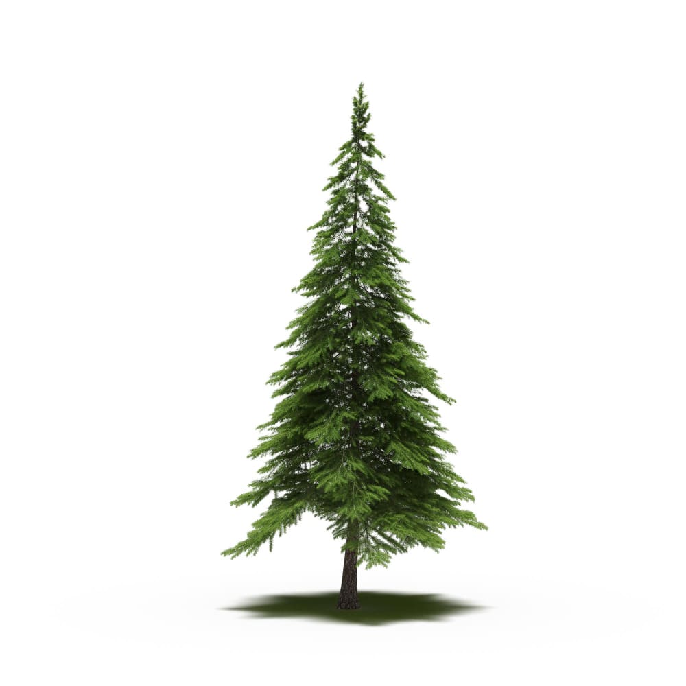 شجرة الأرز لبنان