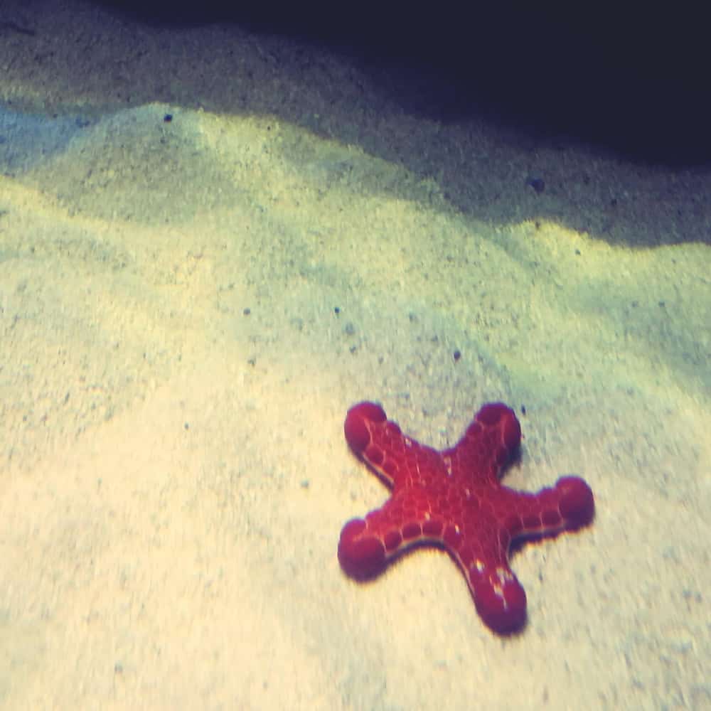 نجمة في قاع البحر