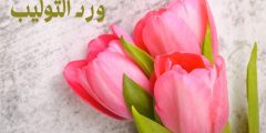 ورد التوليب إلى ماذا يرمز؟ وكيفية زراعته والاعتناء به