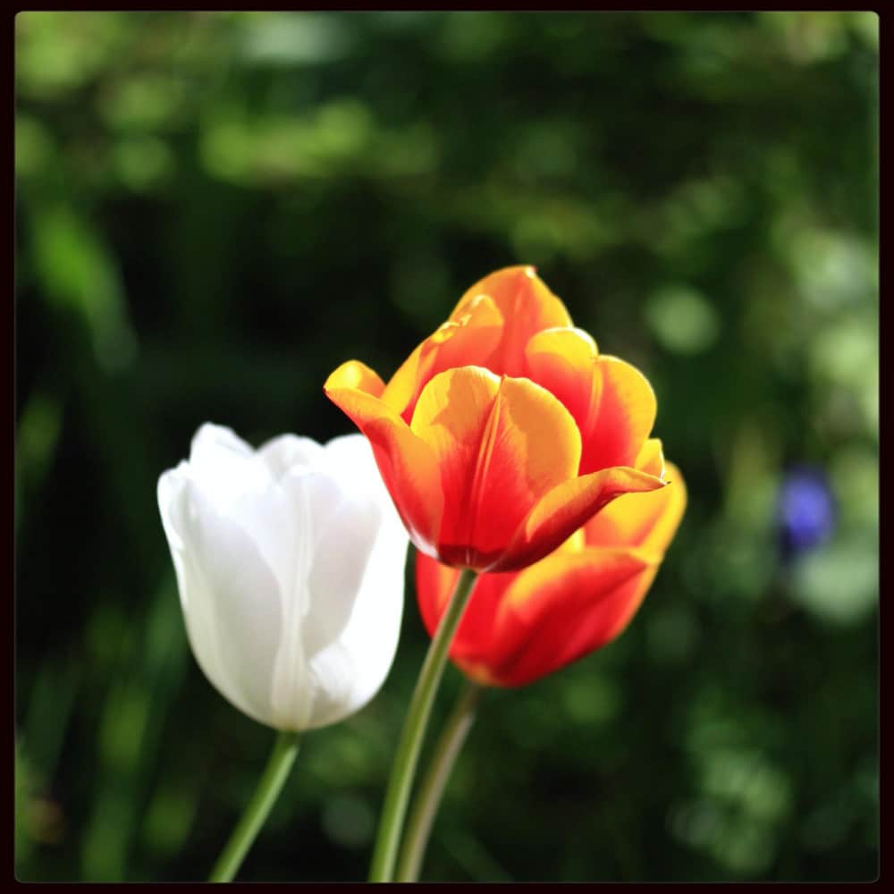 ورد التوليب الأحمر والأبيض ورد التوليب الأحمر والأبيض