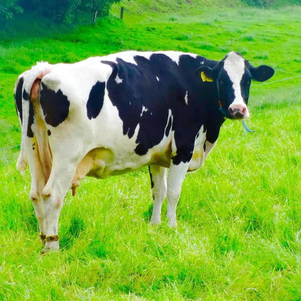 بقرة تقف على عشب أخضر بقرة تقف على عشب أخضر