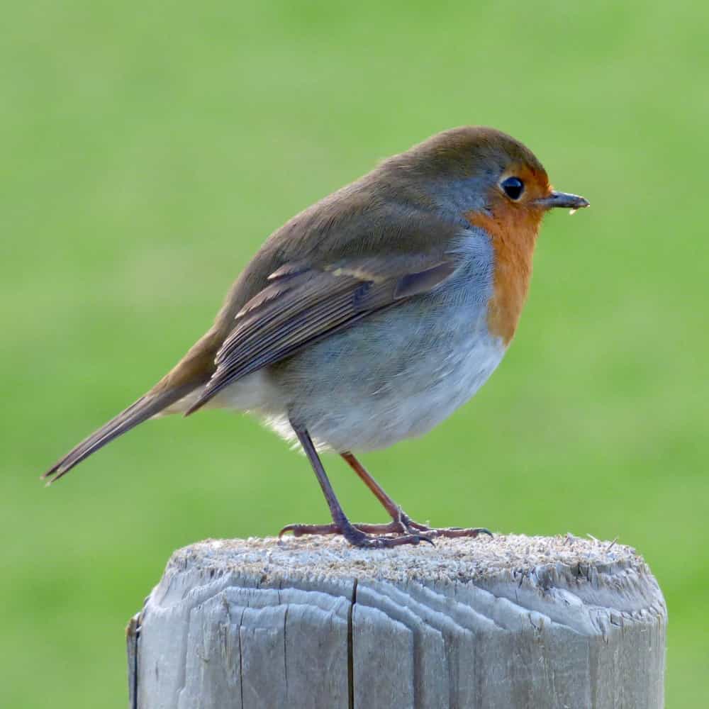 عصفور صغير عصفور صغير