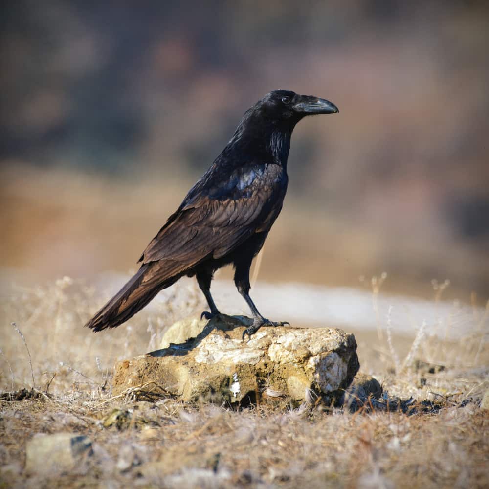 غراب يقف على الأرض غراب يقف على الأرض