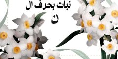 نبات بحرف ال ن أشهر 10 نباتات بحرف النون وأهم المعلومات عنها