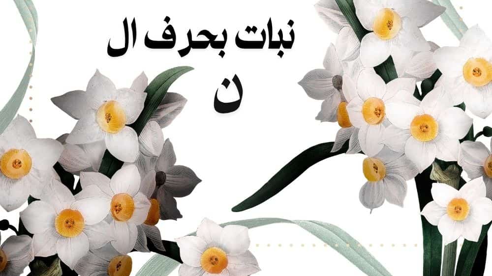 نبات بحرف ال ن