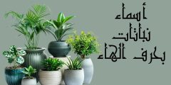 تعرف على أسماء نباتات بحرف الهاء وأهم المعلومات عنها