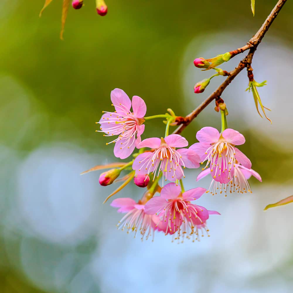 زهرة الهيمالايا