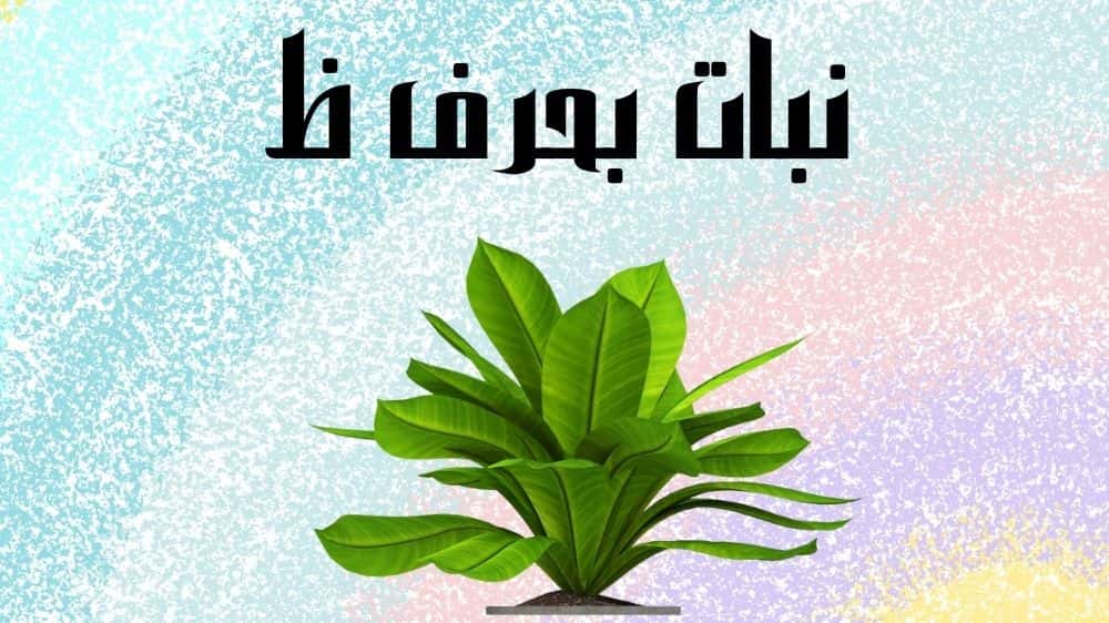 نبات بحرف ظ