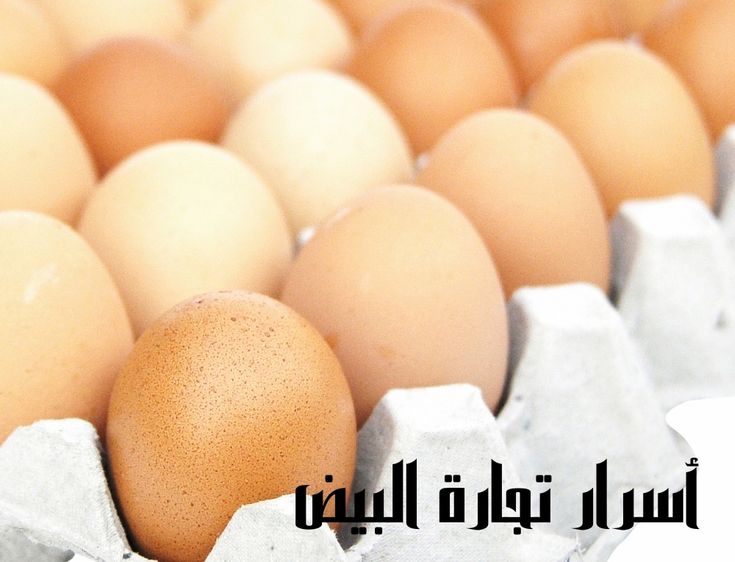أسرار تجارة البيض