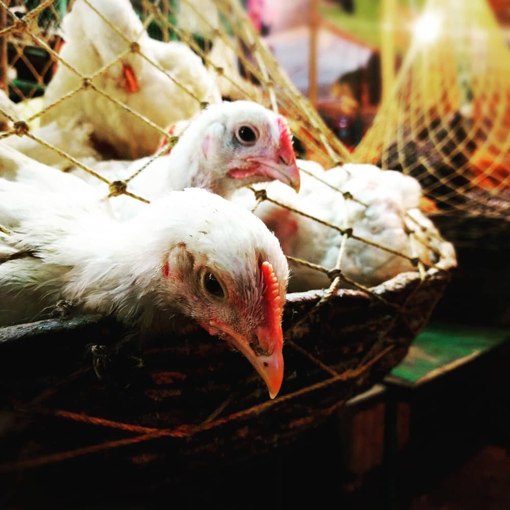 فراخ في قفص