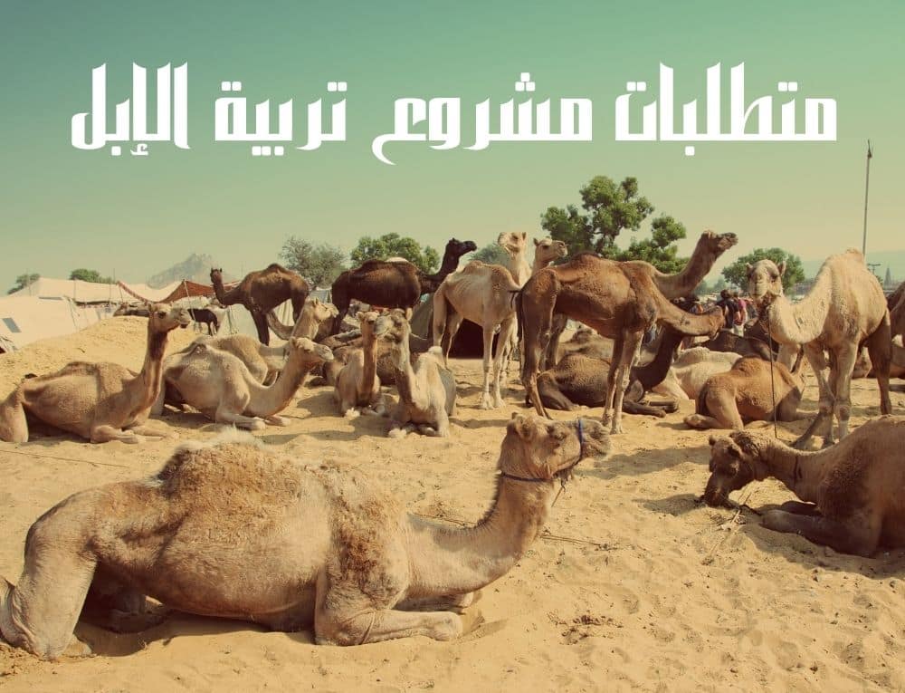 متطلبات مشروع تربية الإبل