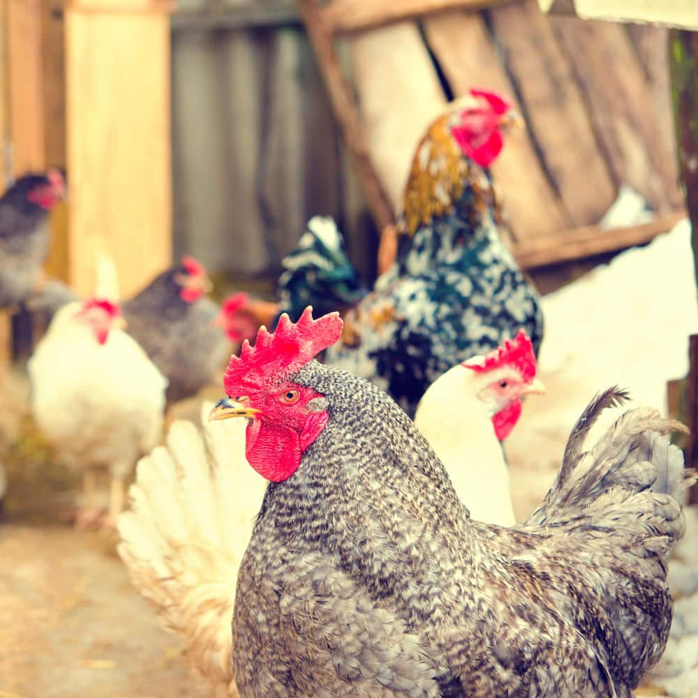 مزرعة دواجن