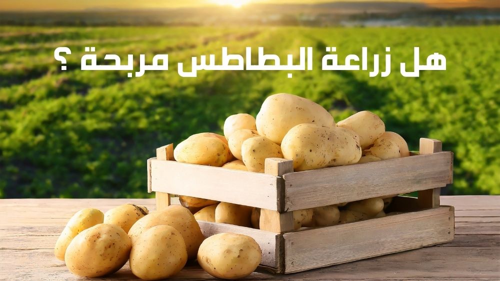 هل زراعة البطاطس مربحة ؟