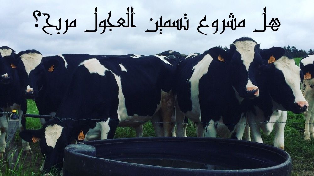 هل مشروع تسمين العجول مربح؟