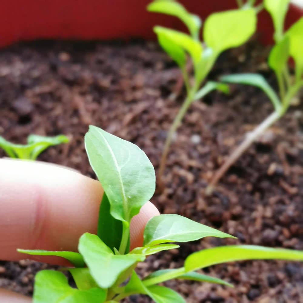 يد تمسك زرع