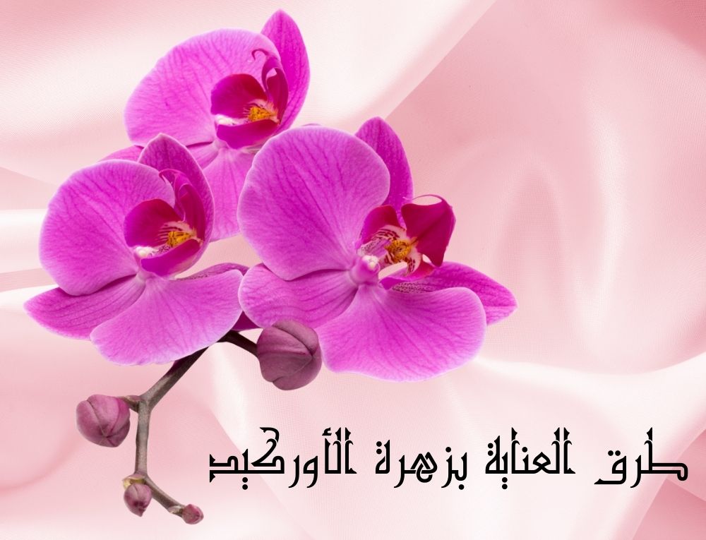 طرق العناية بزهرة الأوركيد