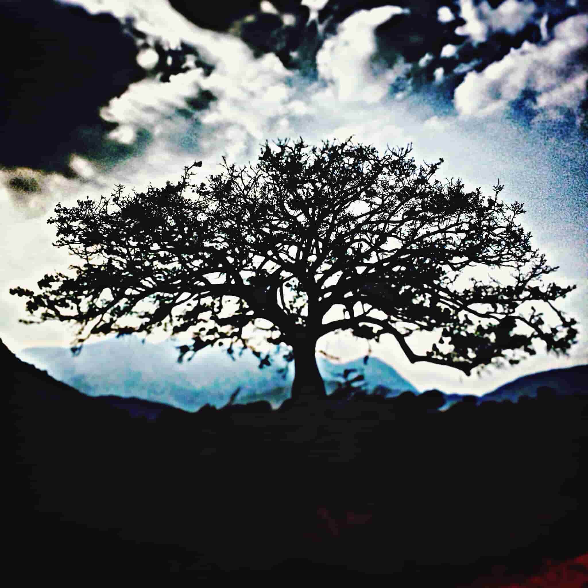 صورة شجرة في الليل