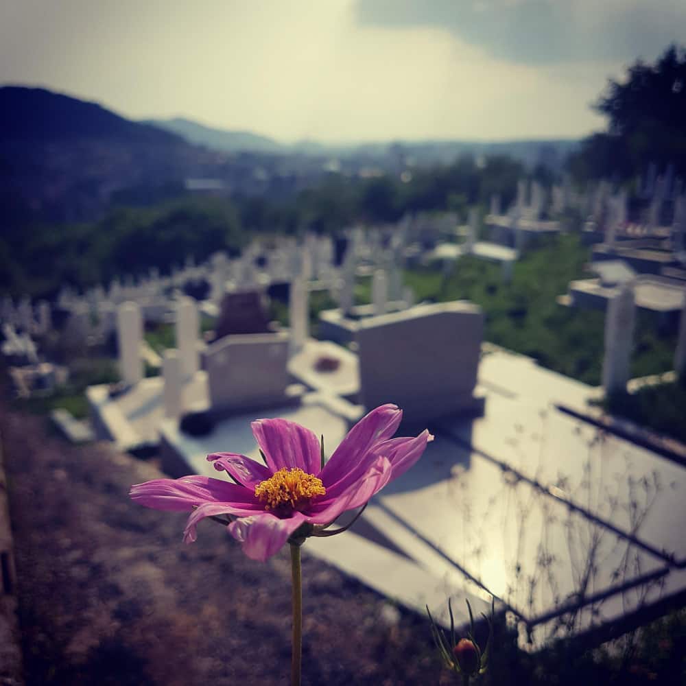 وردة بنفسجية تنمو بين القبور