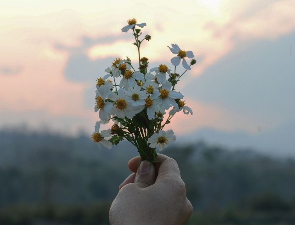 يد تمسك زهور بيضاء