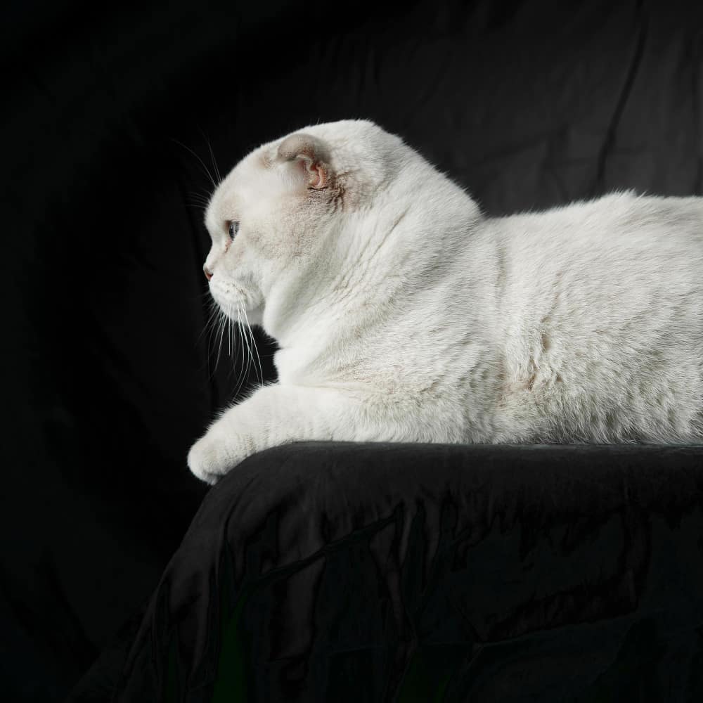 قط سكوتش أبيض