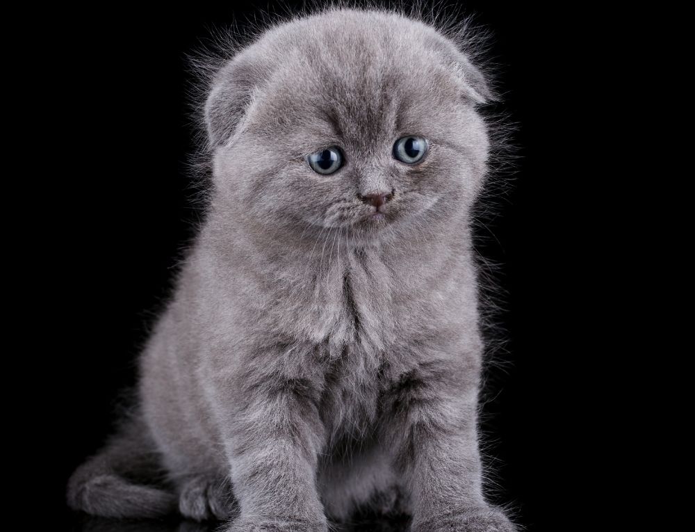 قط سكوتش رمادي