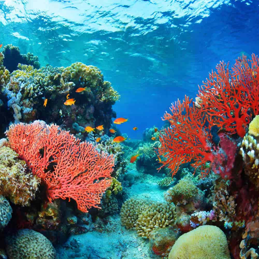 شعاب مرجانية