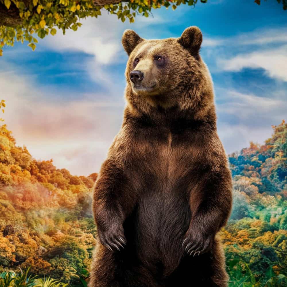 دب في الغابة دب في الغابة