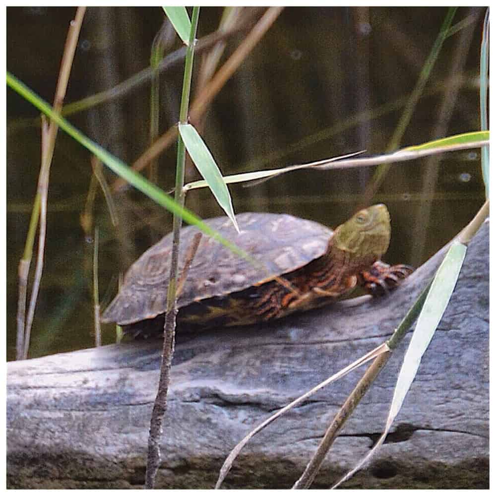 سلحفاة سلحفاة