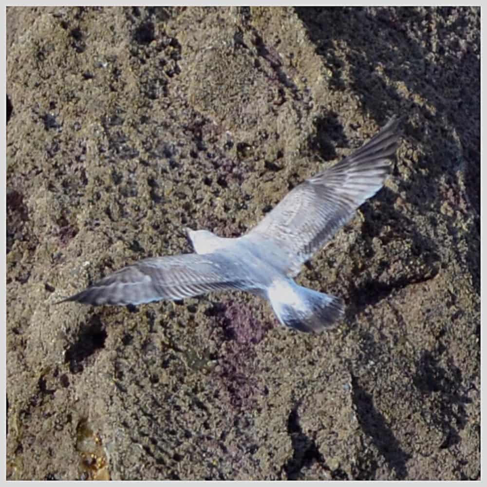 طائر وقع في الطين