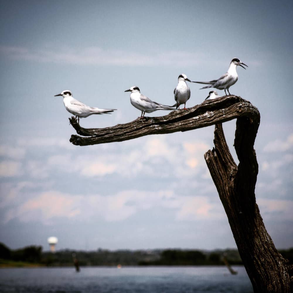 طيور تقف على غصن