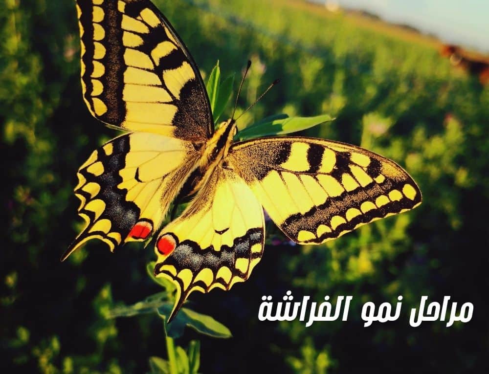 مراحل نمو الفراشة