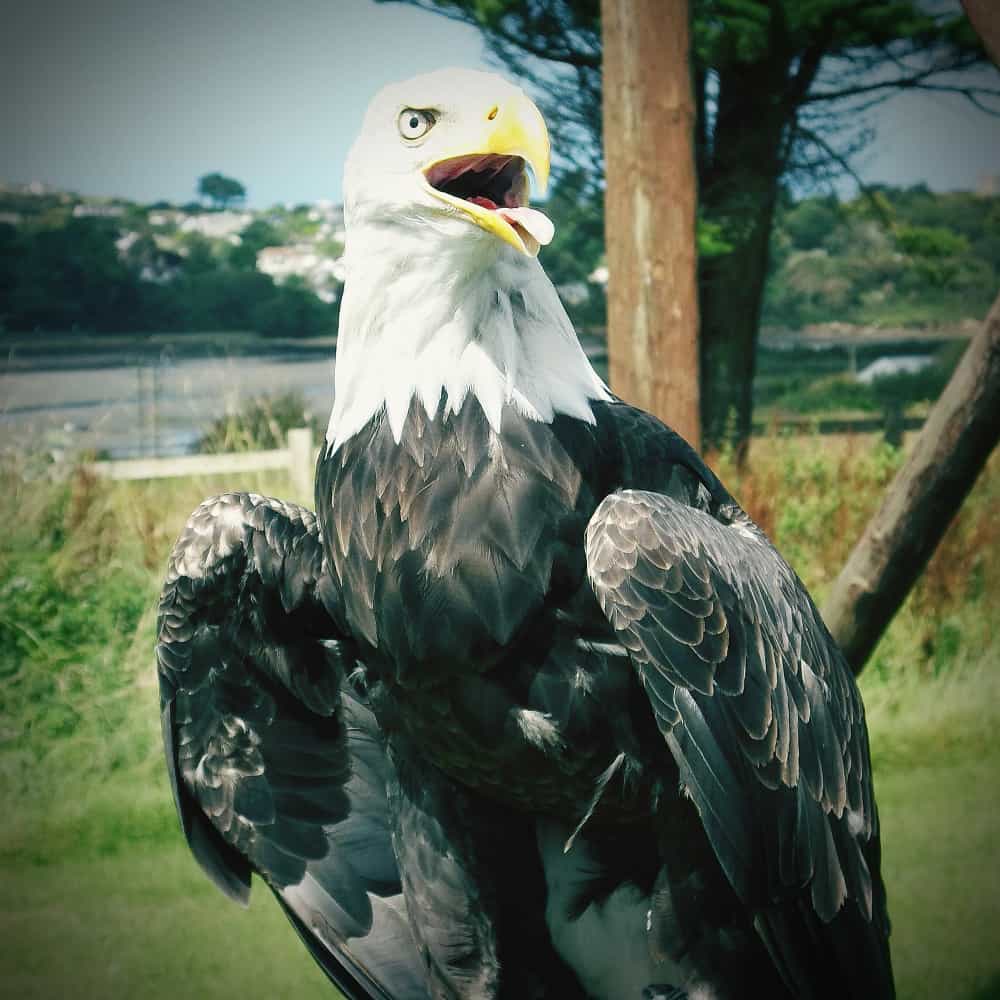 نسر يفتح فمه نسر يفتح فمه