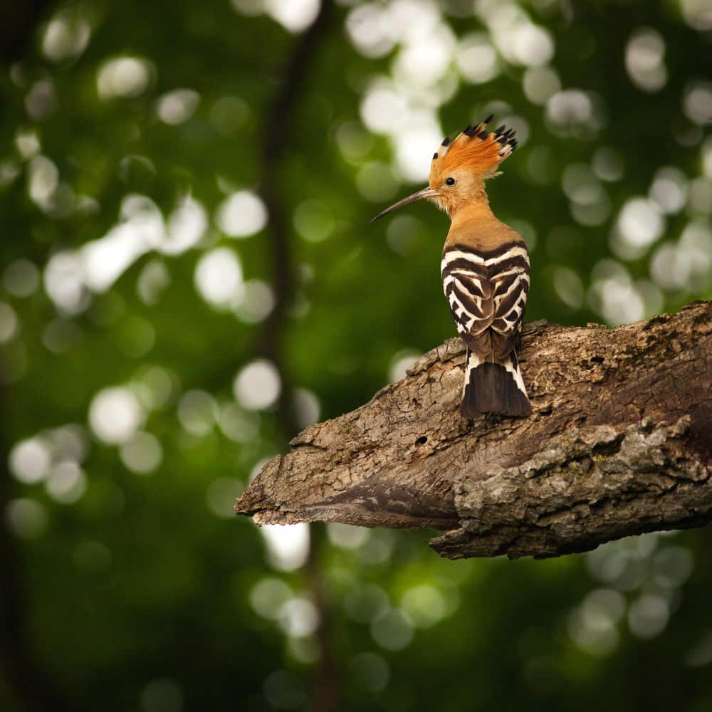 هدهد يقف على شجرة