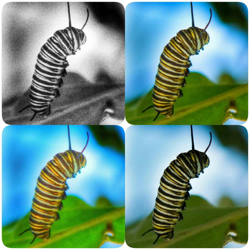 يرقة بألوان عديدة