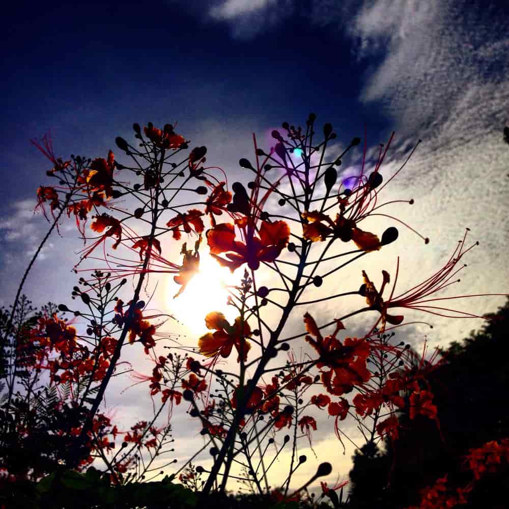 صورة زهور حمراء أمام خلفية السماء صورة زهور حمراء أمام خلفية السماء