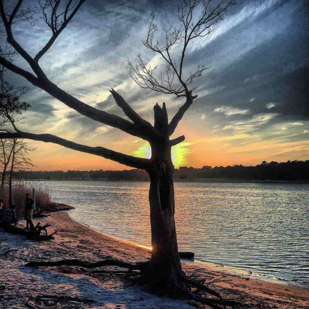 صورة شجرة بدون أوراق أمام بحر