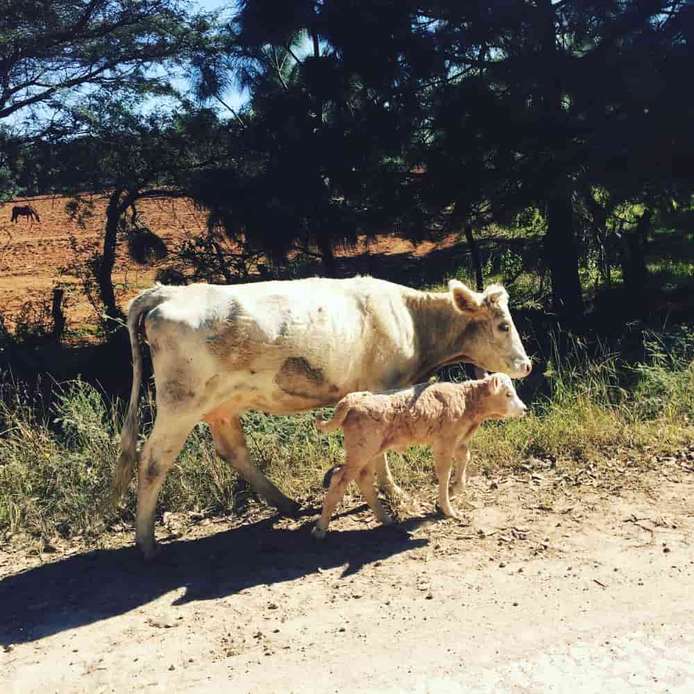 بقرة مع صغيرها