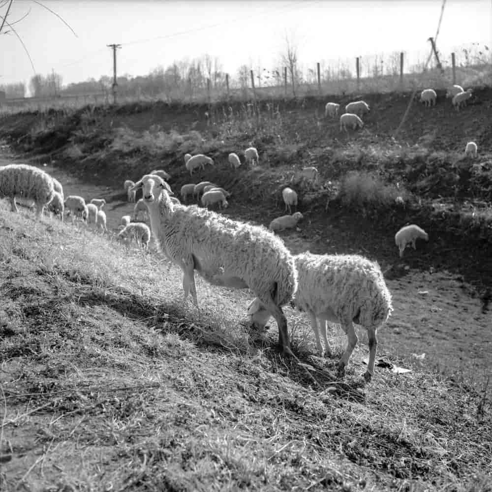 مجموعة أغنام