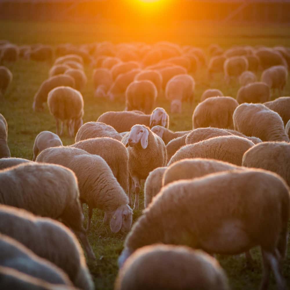 قطيع أغنام قطيع أغنام