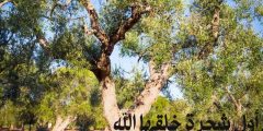 ما هي اول شجرة خلقها الله عز وجل في الأرض؟ وما فوائدها؟