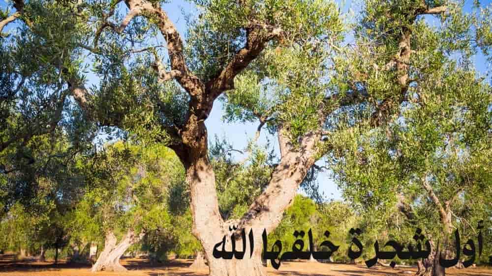اول شجرة خلقها الله