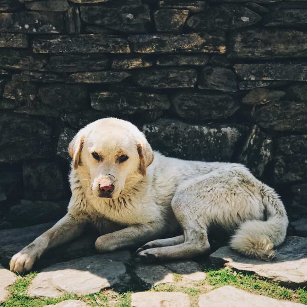 كلب يجلس على الأرض