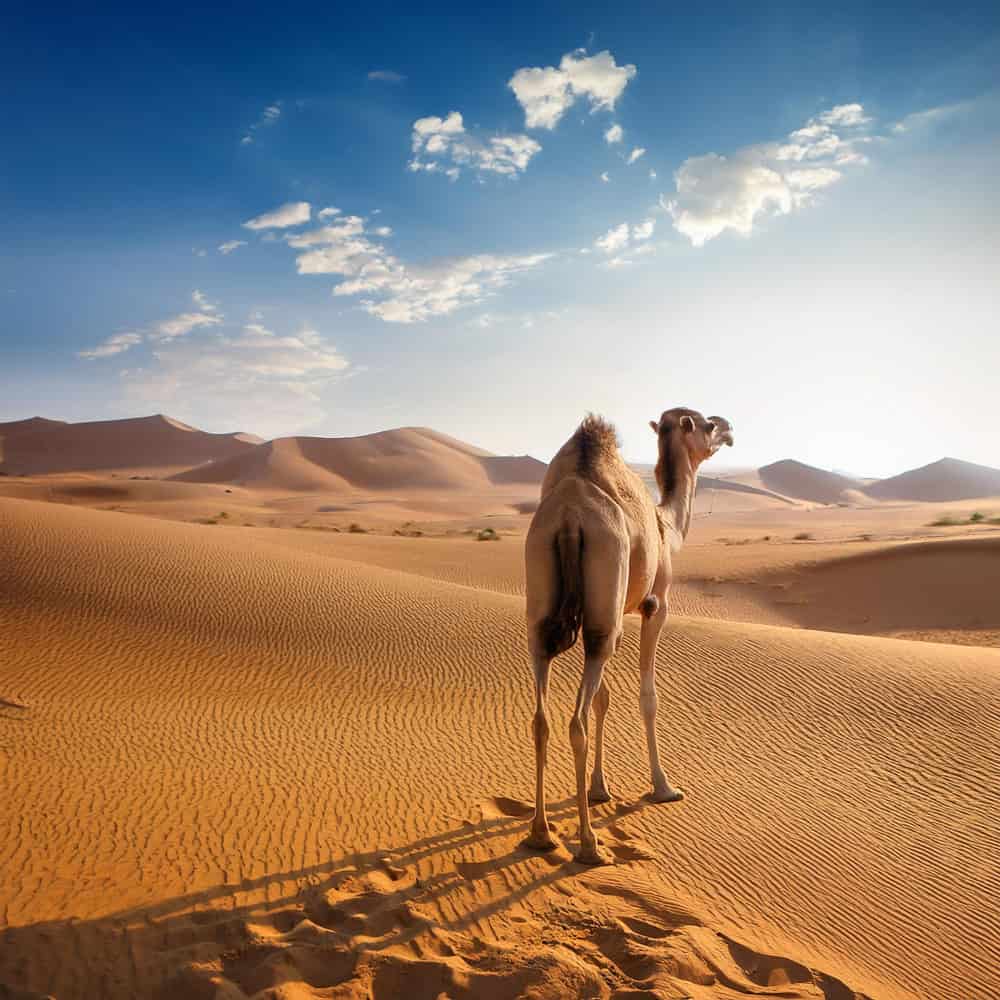 جمل في الصحراء